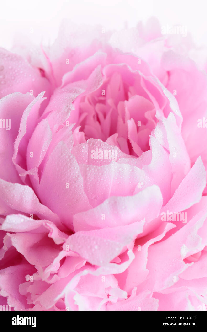 Closeup of pink peony (Paeonia lactiflora Sarah Bernhardt) Stock Photo