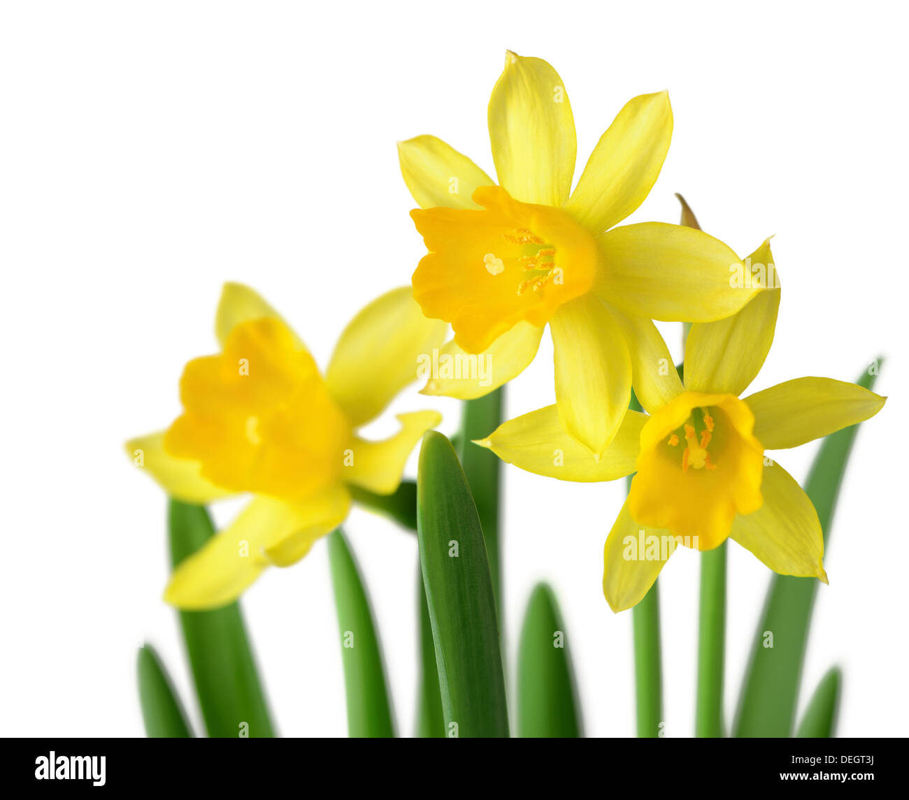 Three daffodil flowers and leaves on white background Stock Photo - Alamy