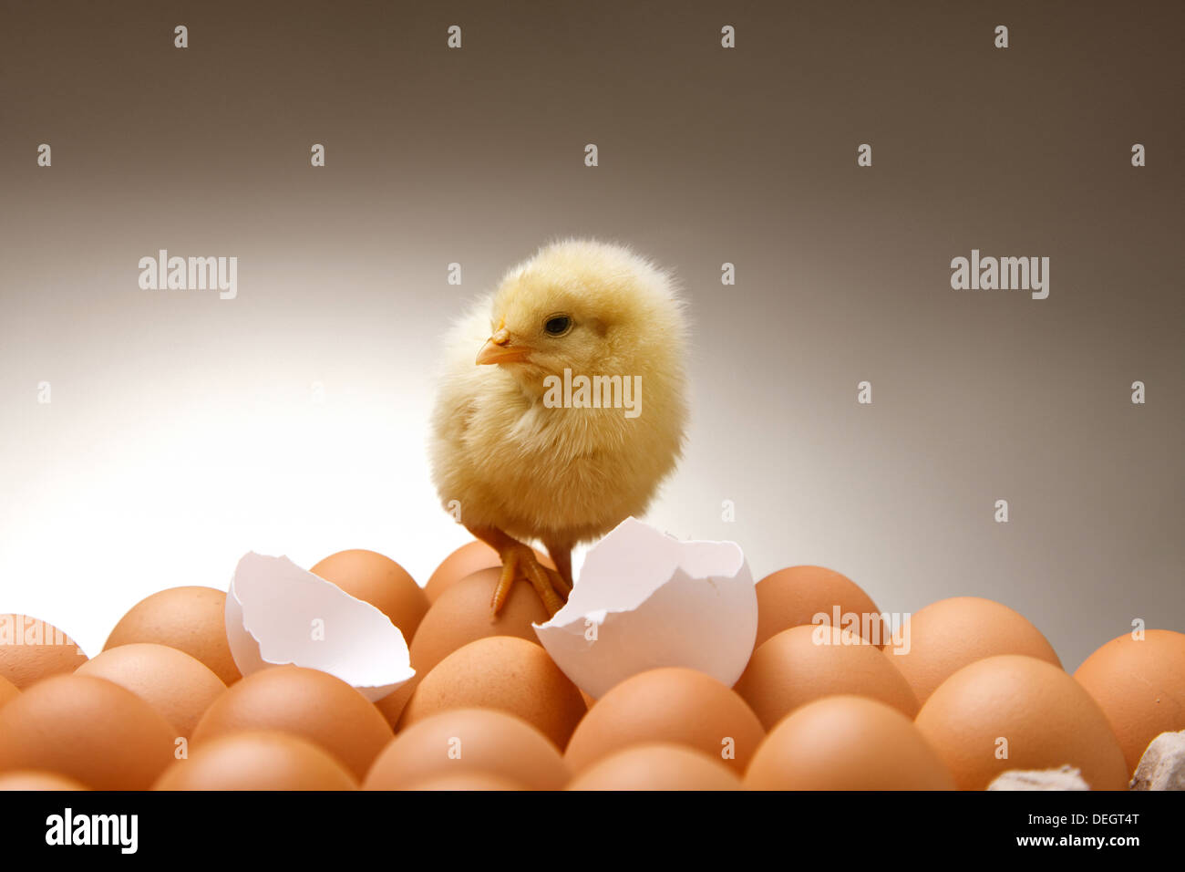 Fellow chick standing on eggs with broken eggshell Stock Photo