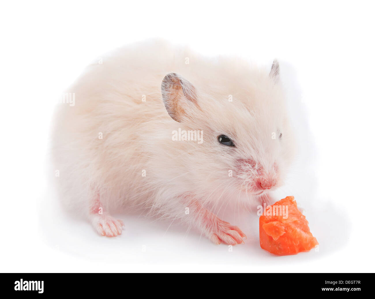 Baby hamster isolated on white eating carrot Stock Photo