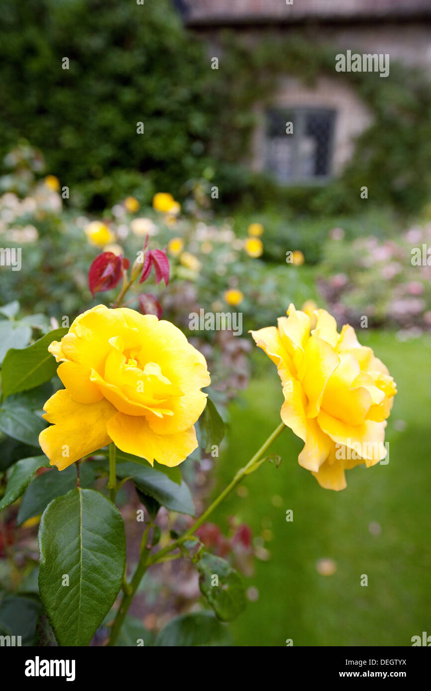 Yellow roses in a rose garden,  Cambridgeshire England UK Stock Photo