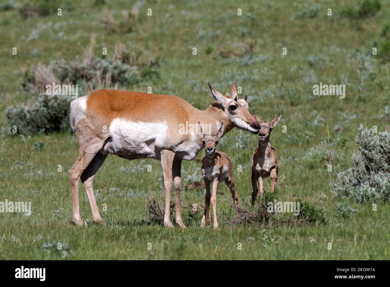 Baby pronghorn antelope hi-res stock photography and images - Alamy