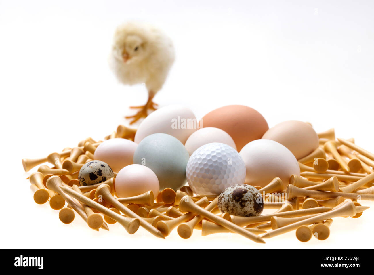 Fellow chick standing by eggs,golf ball and tees Stock Photo