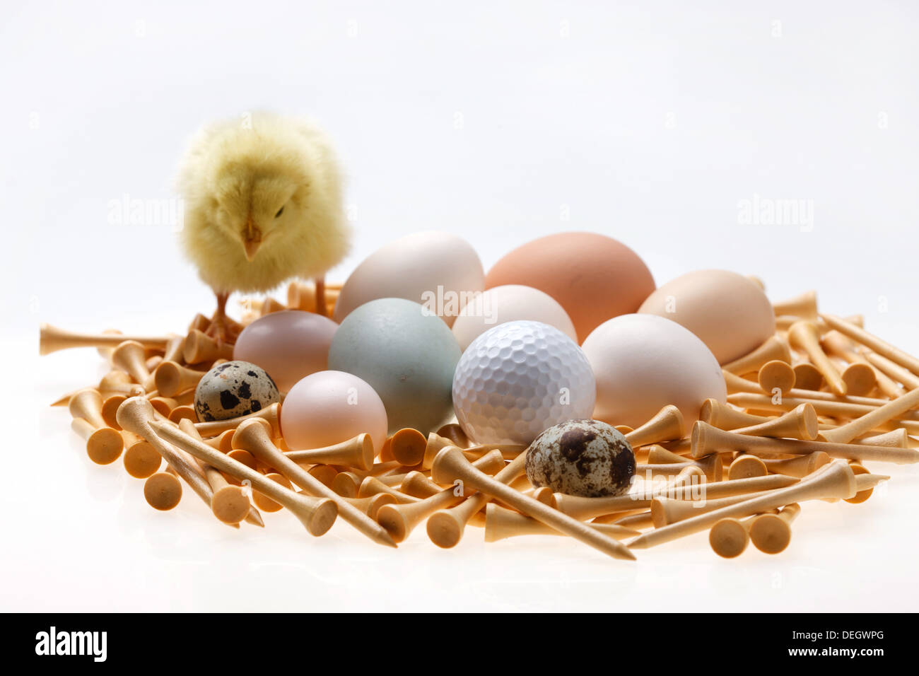 Fellow chick standing by eggs,golf ball and tees Stock Photo