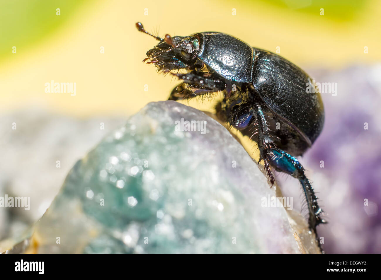 Portrait of a common forest beetle Stock Photo