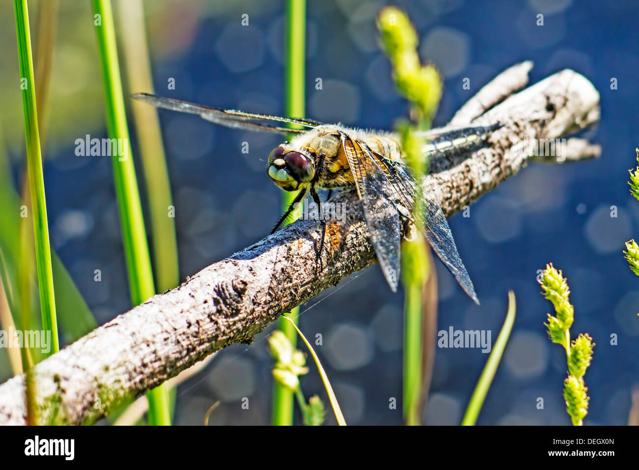 Portrait of a summer dragonfly (Sympetrum flaveolum) Stock Photo