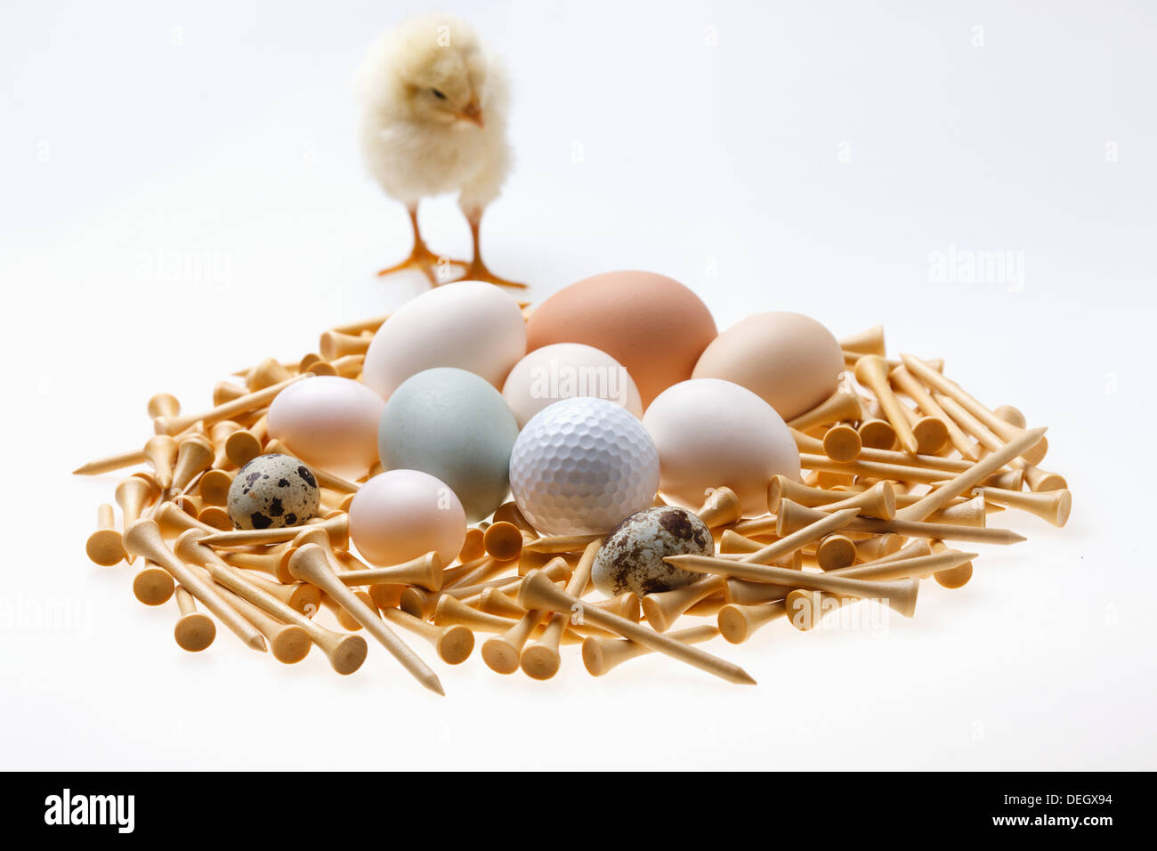 Fellow chick standing by eggs,golf ball and tees Stock Photo