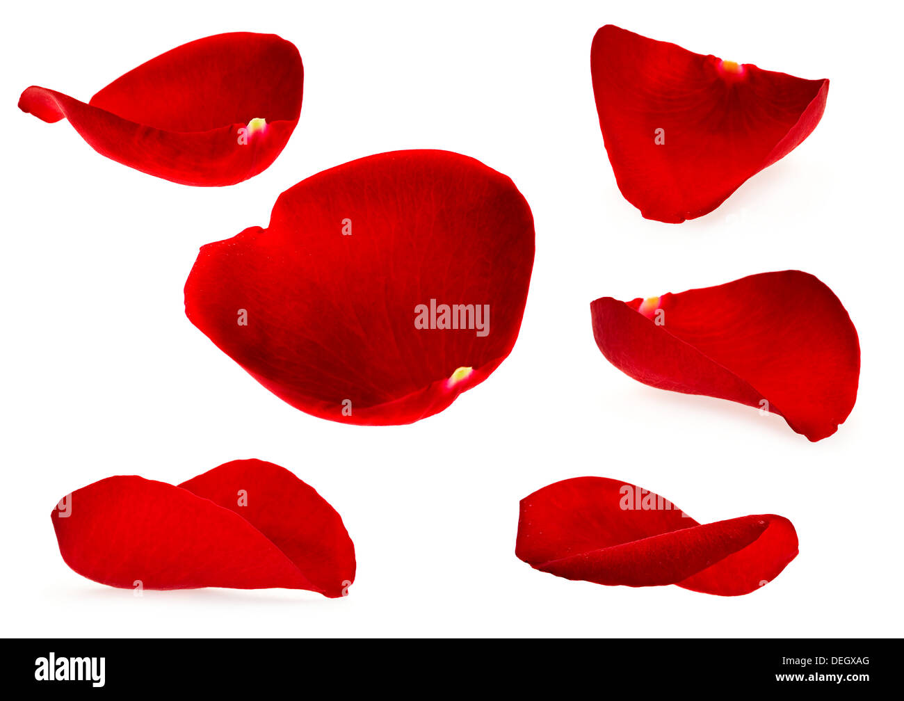 Rose petal collection isolated on white Stock Photo Alamy