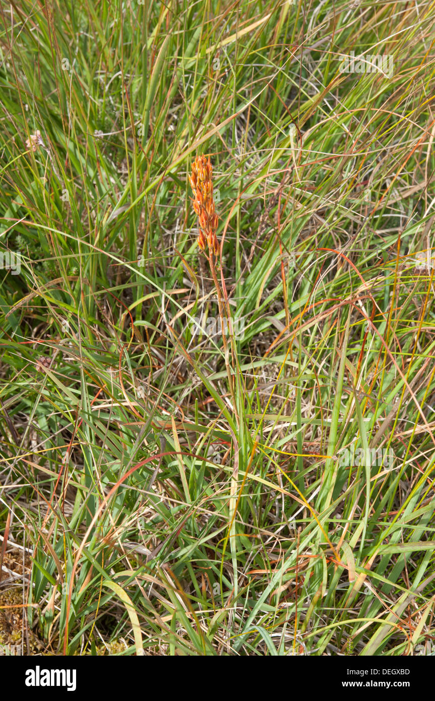 Orange seed head of Bog Asphodel (Narthecium ossifragum) on amongst