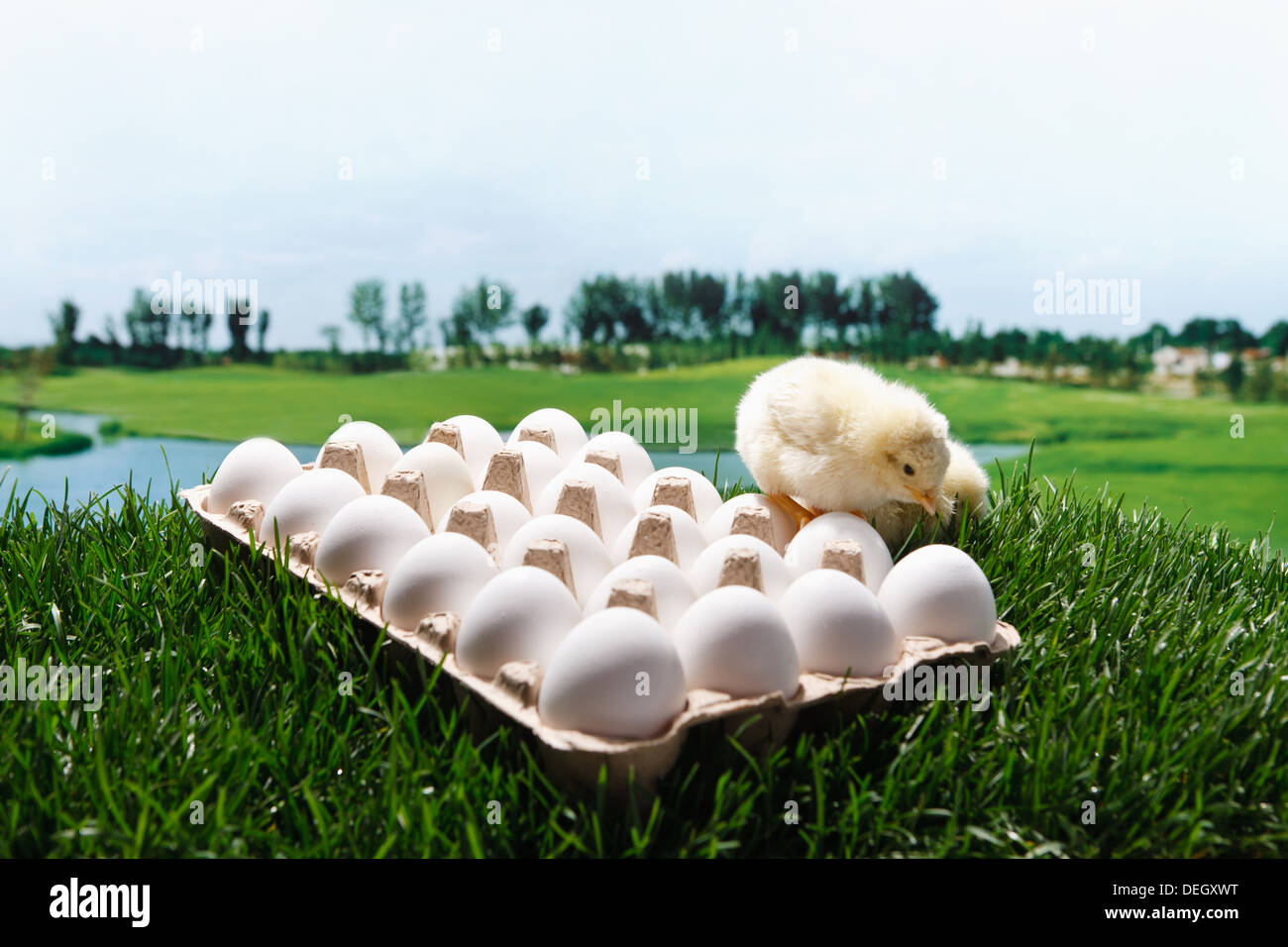 Fellow chick standing on eggs Stock Photo