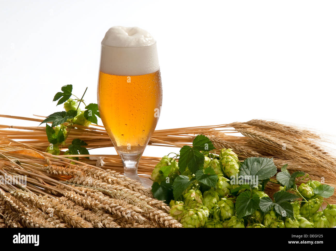 beer and raw material for beer production Stock Photo