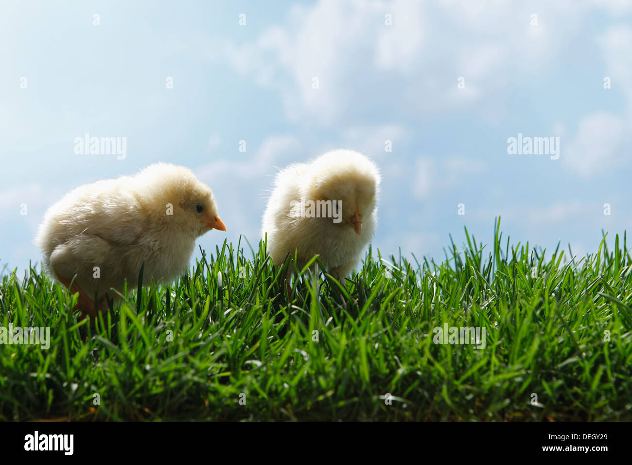 Two young chicks side by side on grass hi-res stock photography and ...