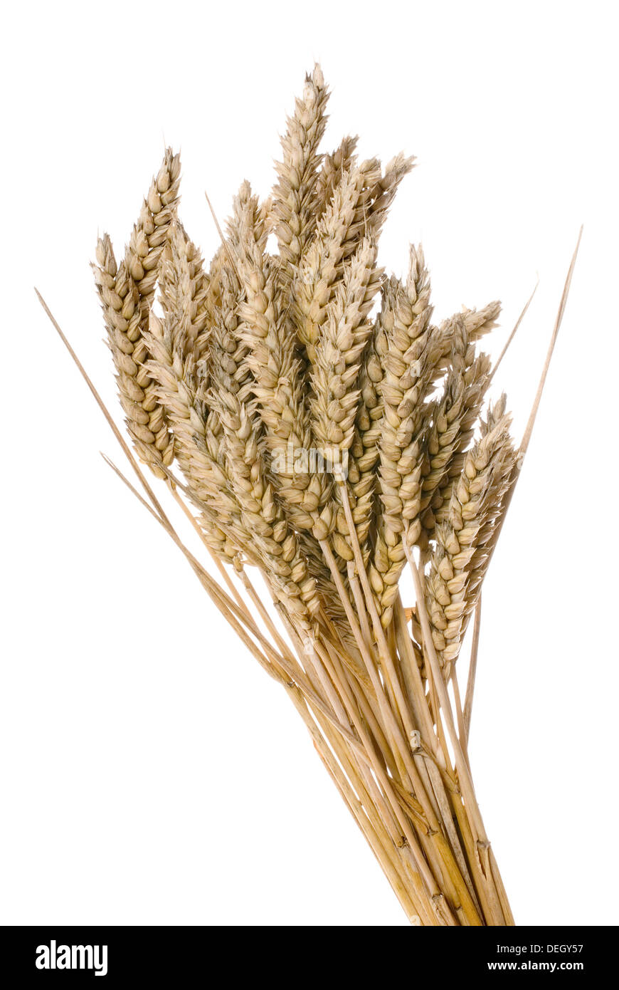 wheat Stock Photo
