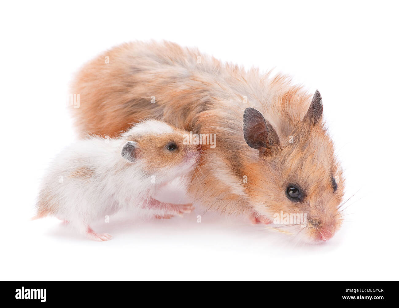 Baby hamster and mother on white Stock Photo