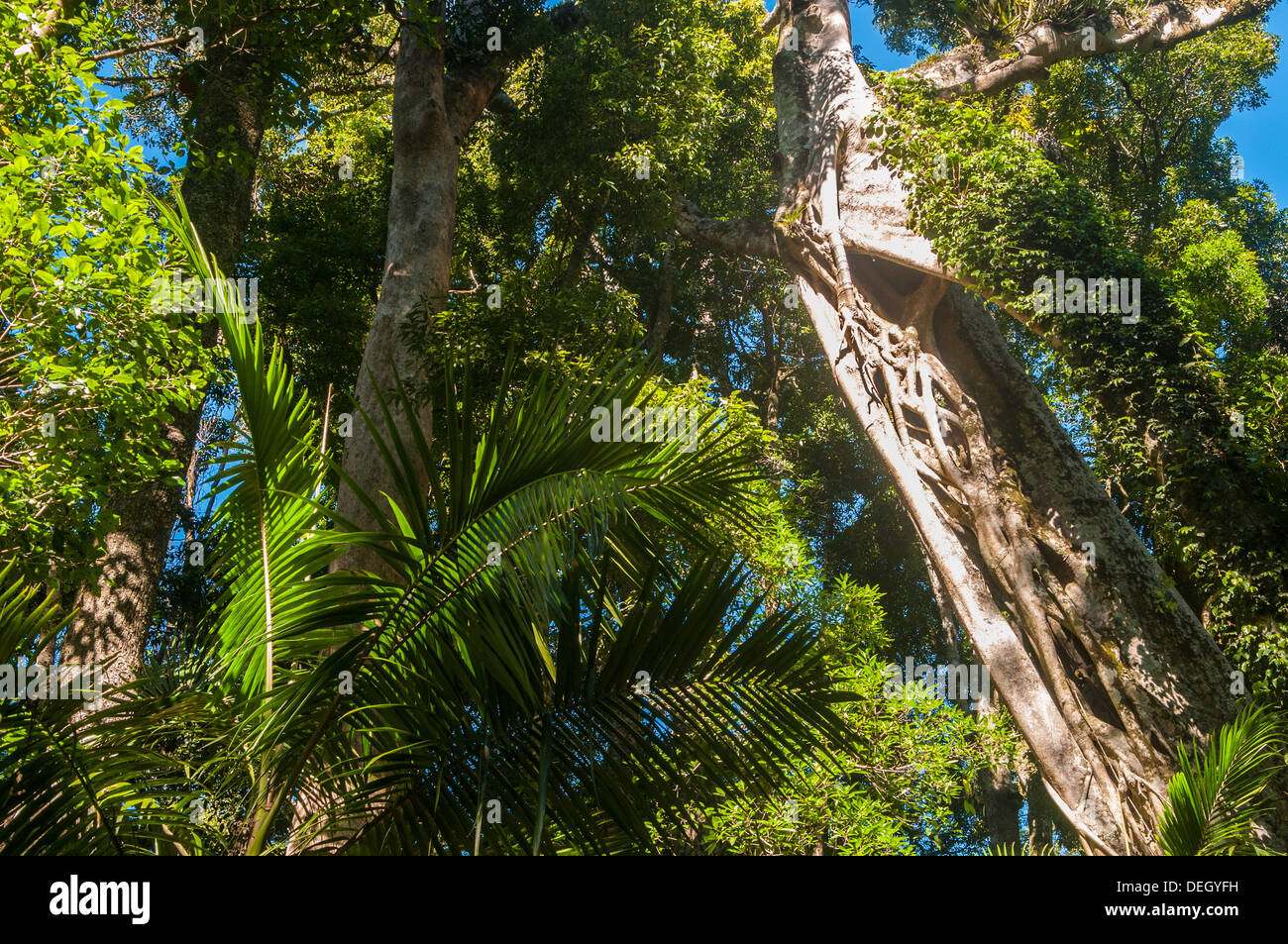 Strangler fig, Mt. Mitchell, Main Range National Park, Queensland, Australia Stock Photo
