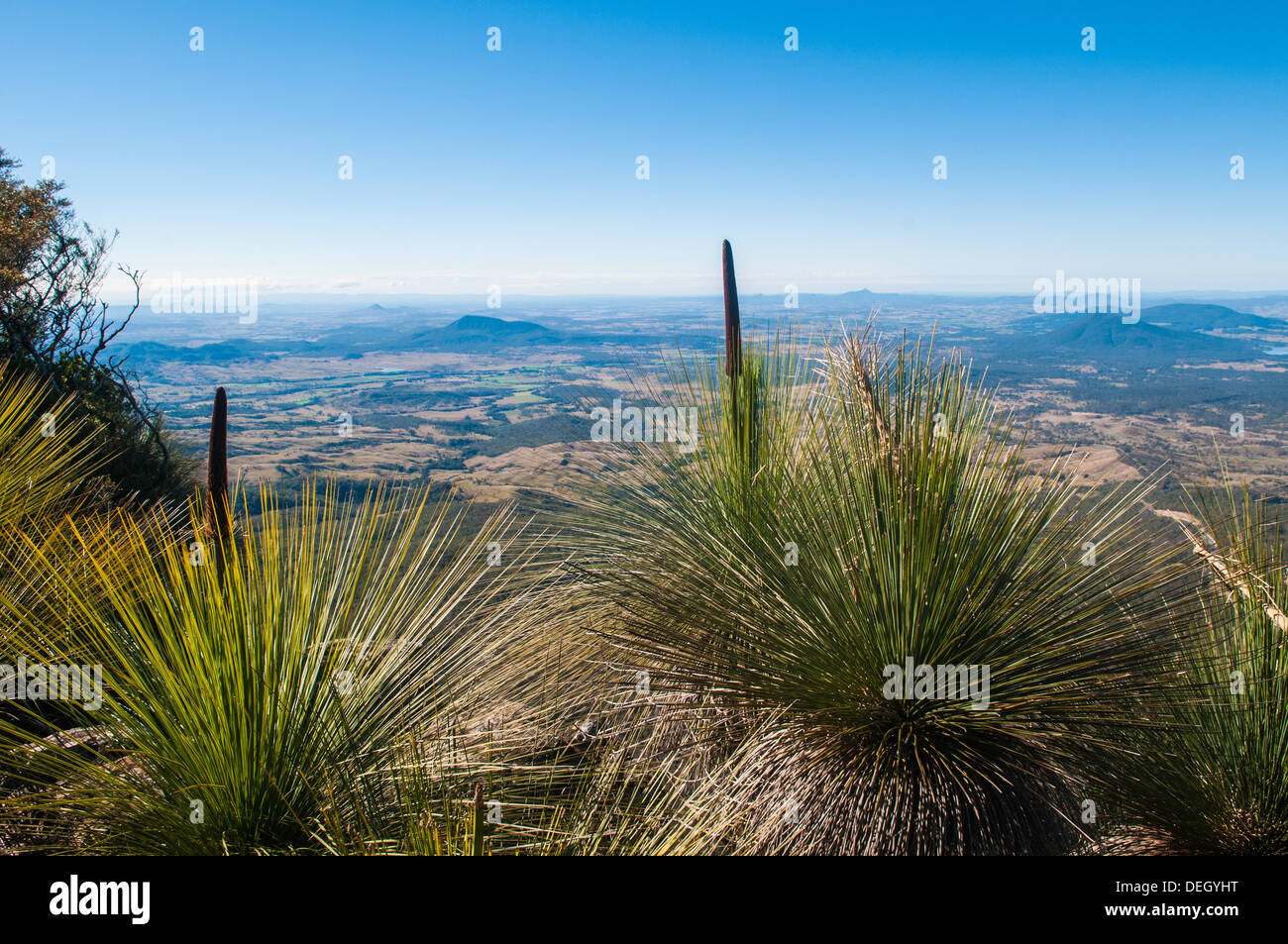 Grass trees on the summit of Mt. Mitchell, Main Range National Park, Queensland, Australia Stock Photo