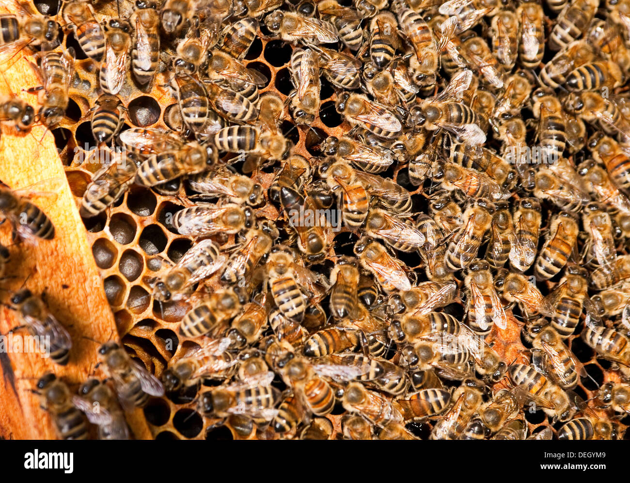 Insects view hi-res stock photography and images - Alamy
