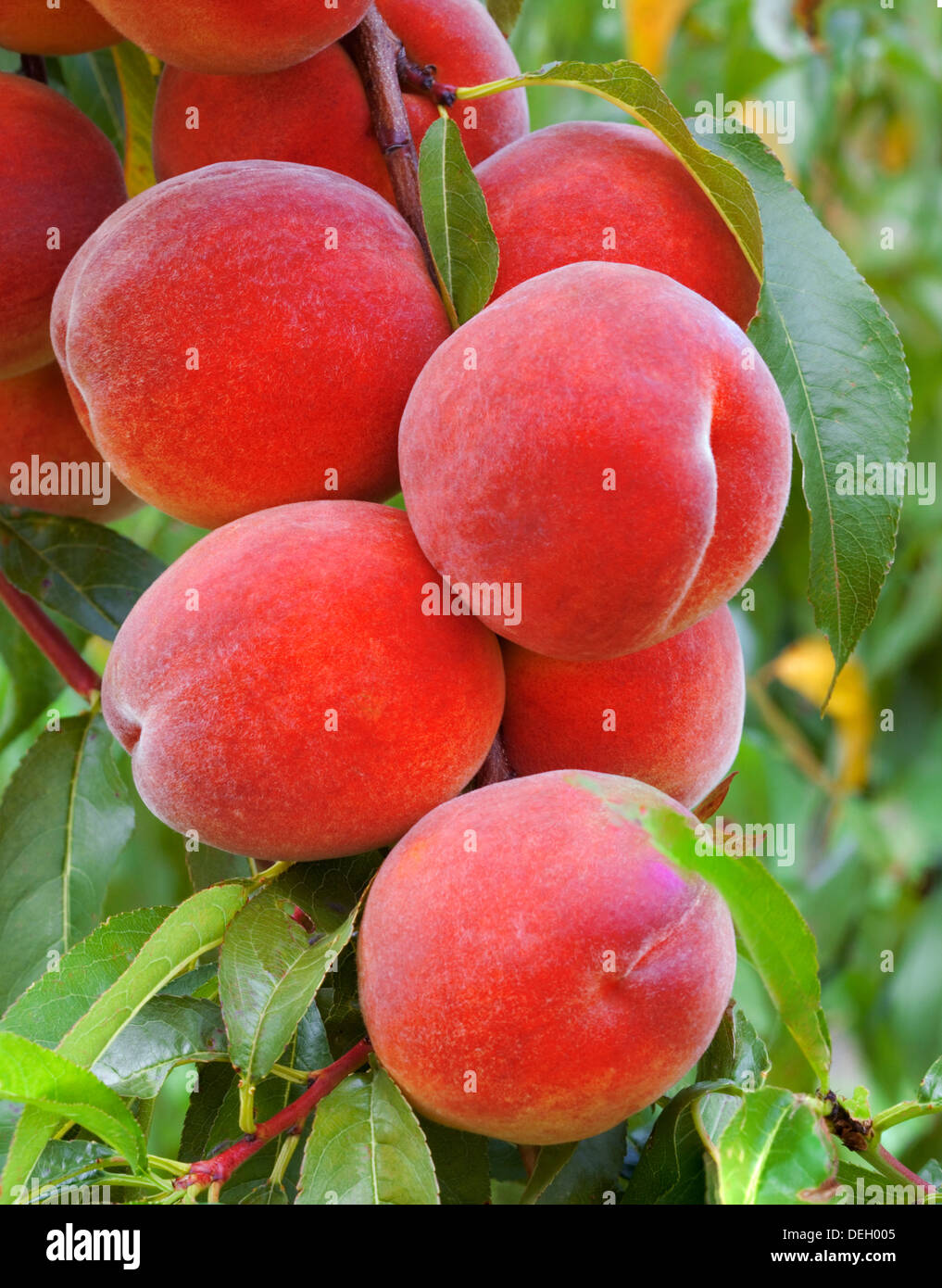 Ripe Peaches on a Tree Stock Photo Alamy