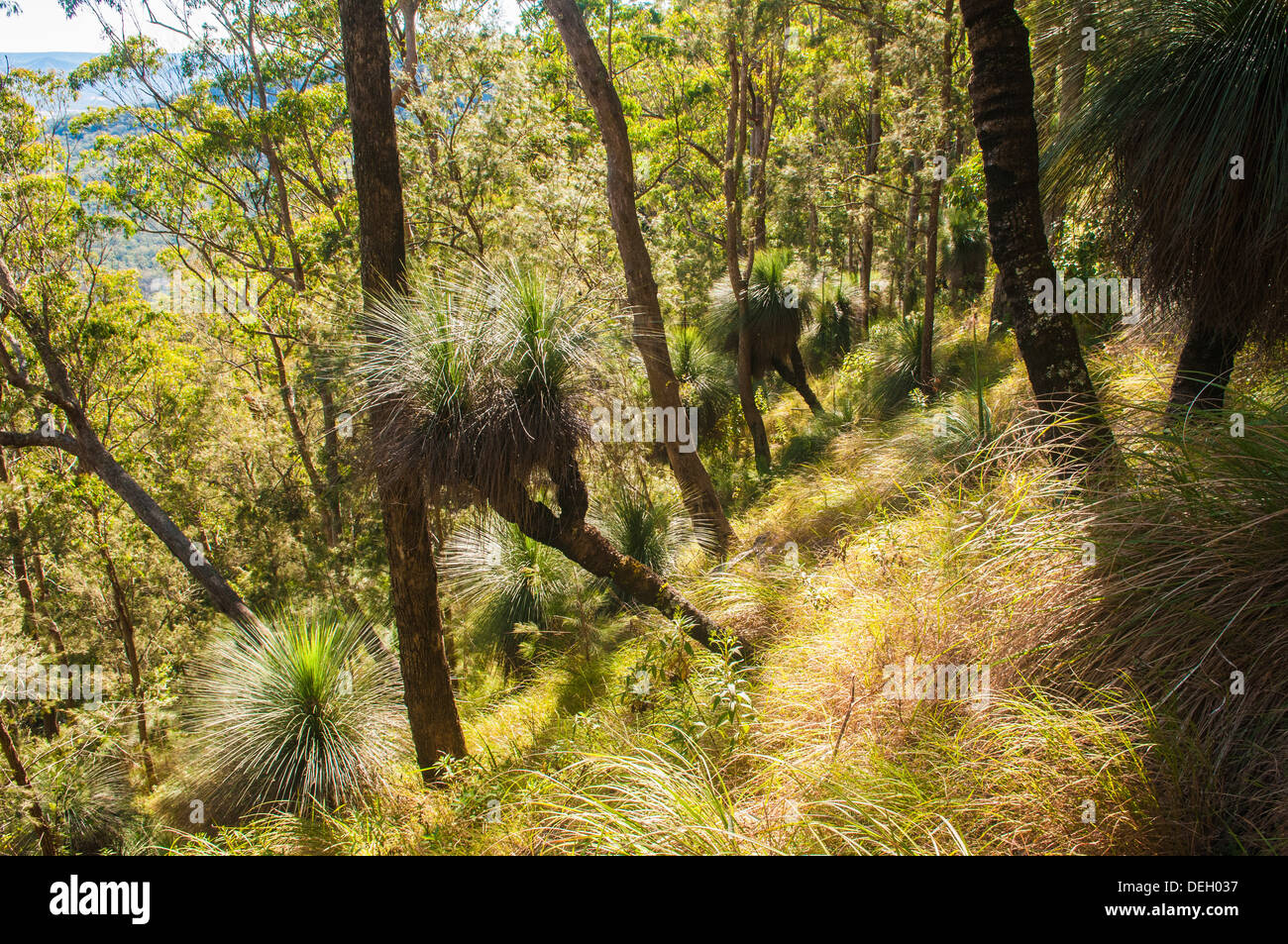 Grass trees on the slopes of Mt. Mitchell, Main Range National Park, Queensland, Australia Stock Photo
