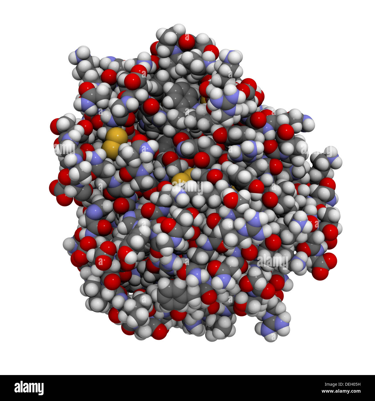 Human trypsin enzyme molecule. Enzyme that contributes to the digestion
