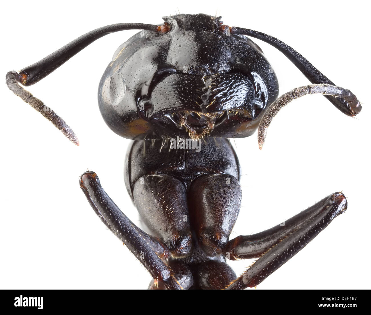 Black Garden Ant Low Scale Magnification Stock Photo