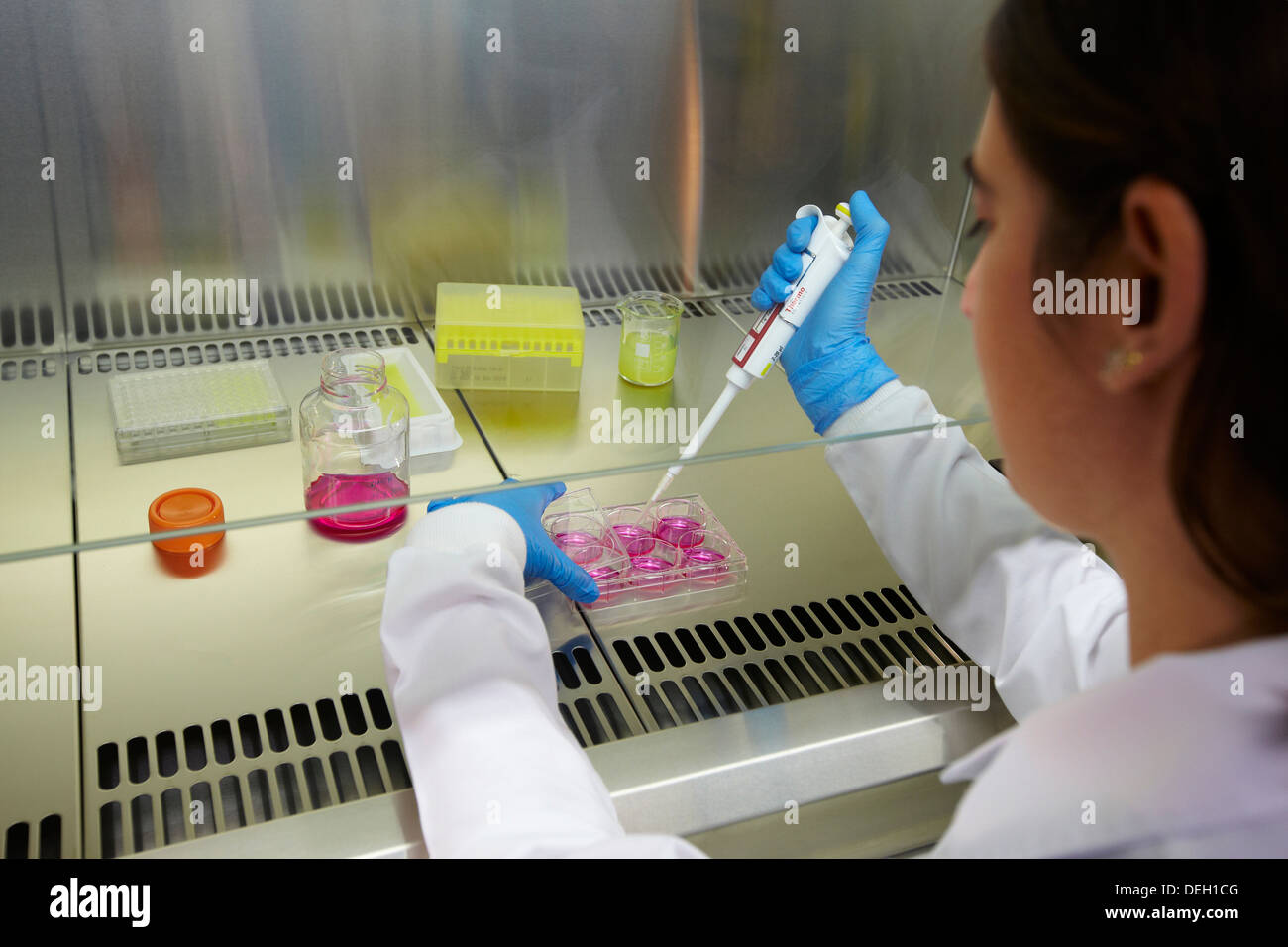 Growth cell line, study of the growth curve of cell line in 6well