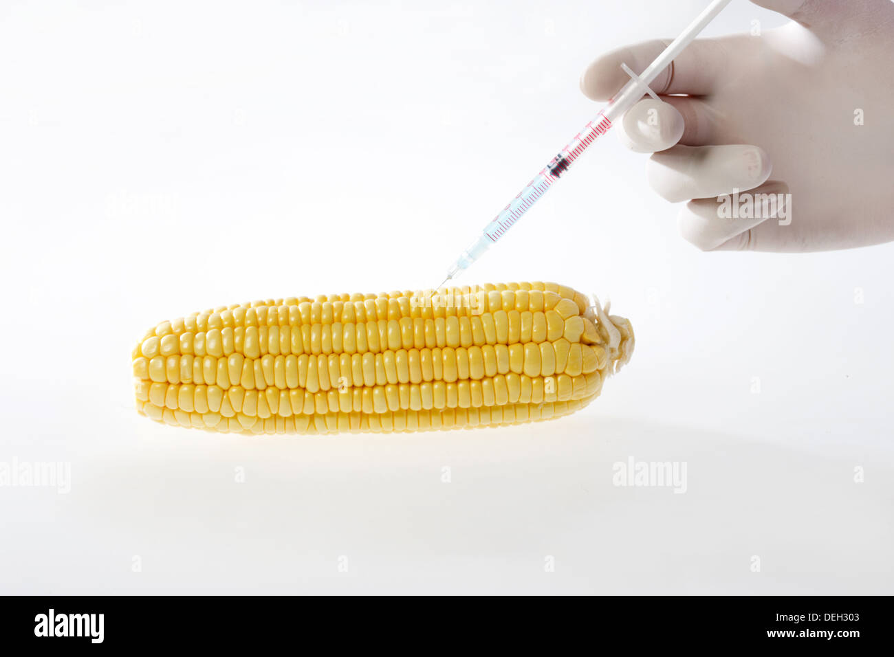 Scientist giving corn an injection by syringe Stock Photo - Alamy