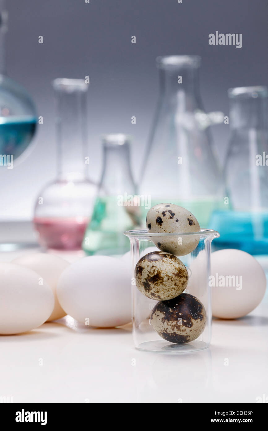 Eggs,quail eggs and labwares Stock Photo Alamy