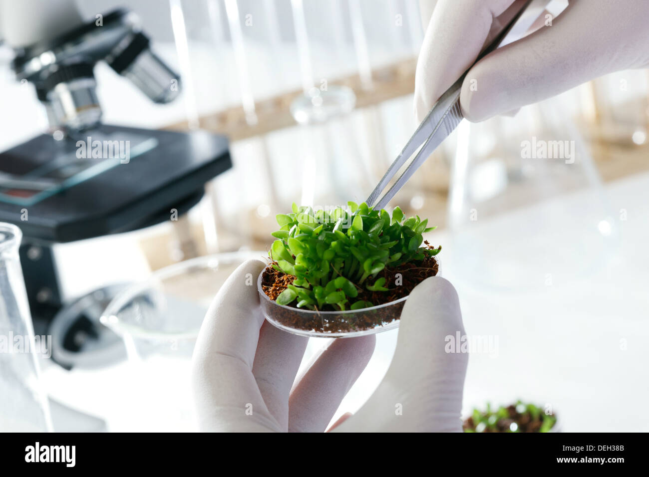 Asian people engaging in nurturing research Stock Photo