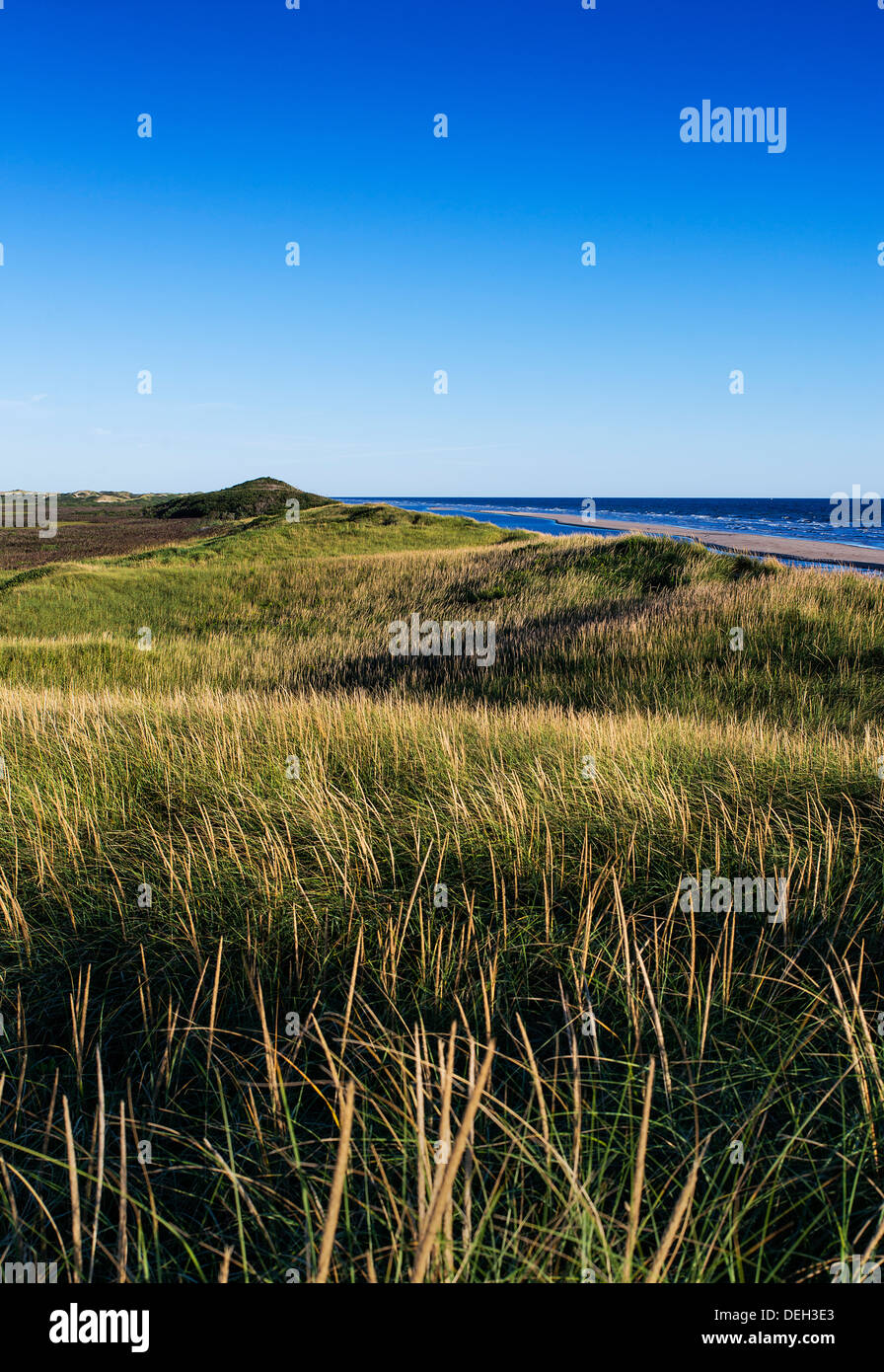 Lush dune grass and dunes bordering head of the meadow beach truro