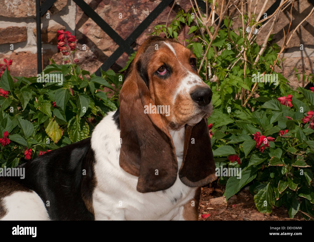 Basset hound-close up Stock Photo