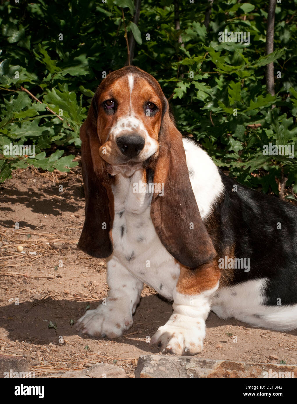 Basset hound puppy sitting Stock Photo