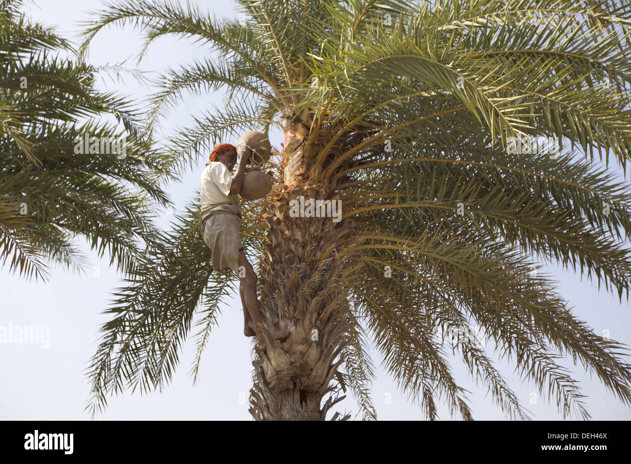 Man climbing palm tree for toddy, Bhil tribe, Madhya Pradesh, Chada near Mandala district, India. Stock Photo