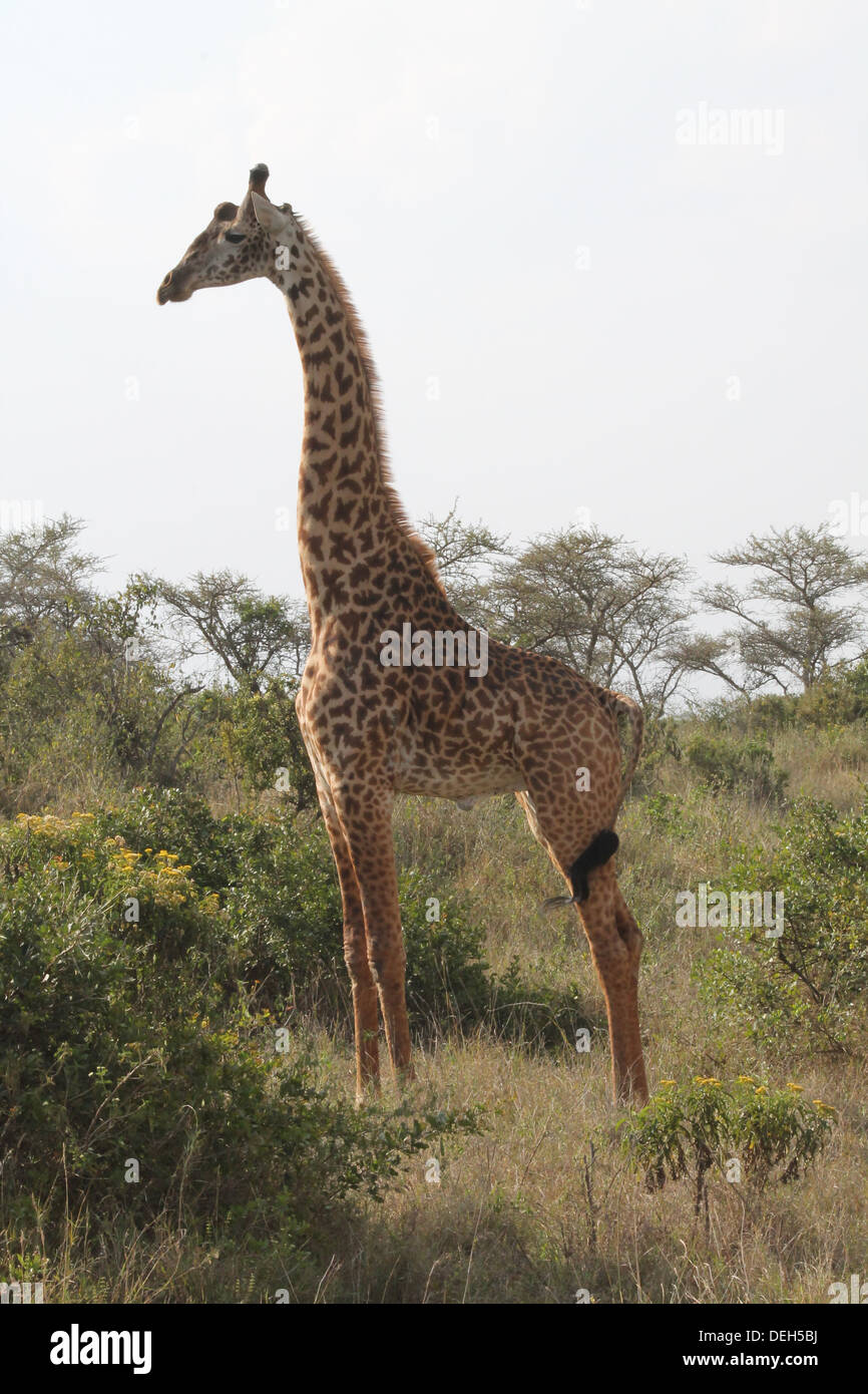 A Giraffe is in a posing position standing tall in the savanna. Stock Photo