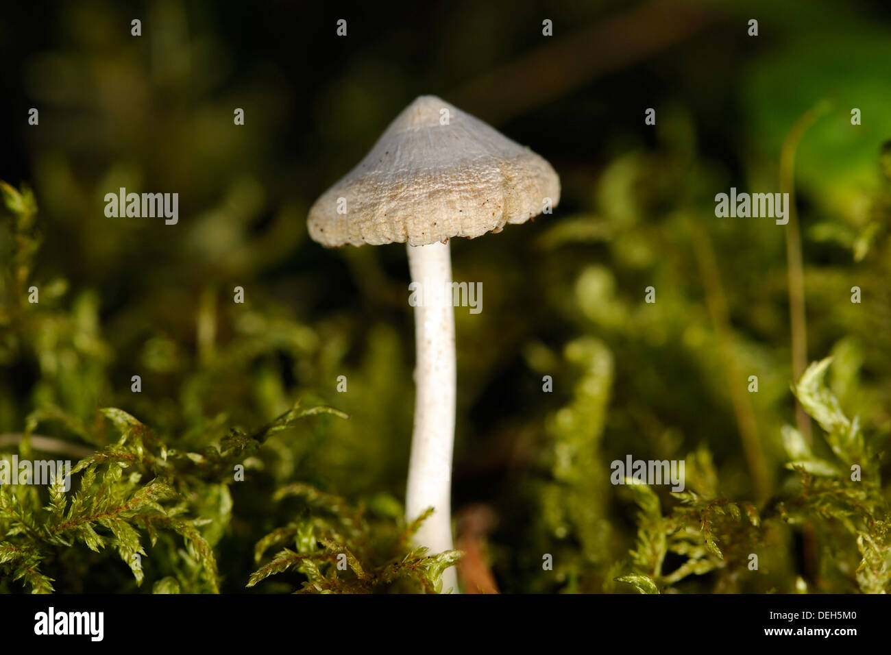 Tiny uneatable mushroom growing in the forest Stock Photo