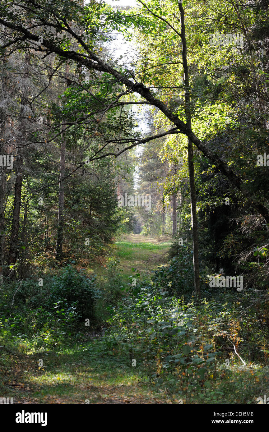 Colors of mixed forest in September Stock Photo
