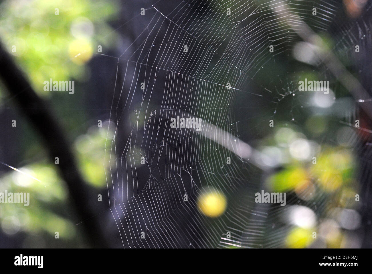An old spiderweb of European garden spider Stock Photo