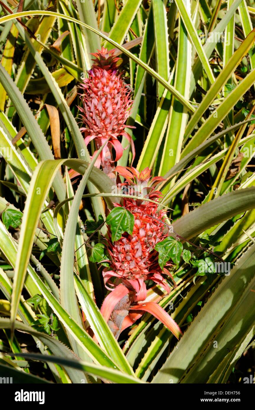 Pineapple Field Dole Plantation Wahiawa Honolulu Hawaii Oahu Pacific Ocean Stock Photo Alamy