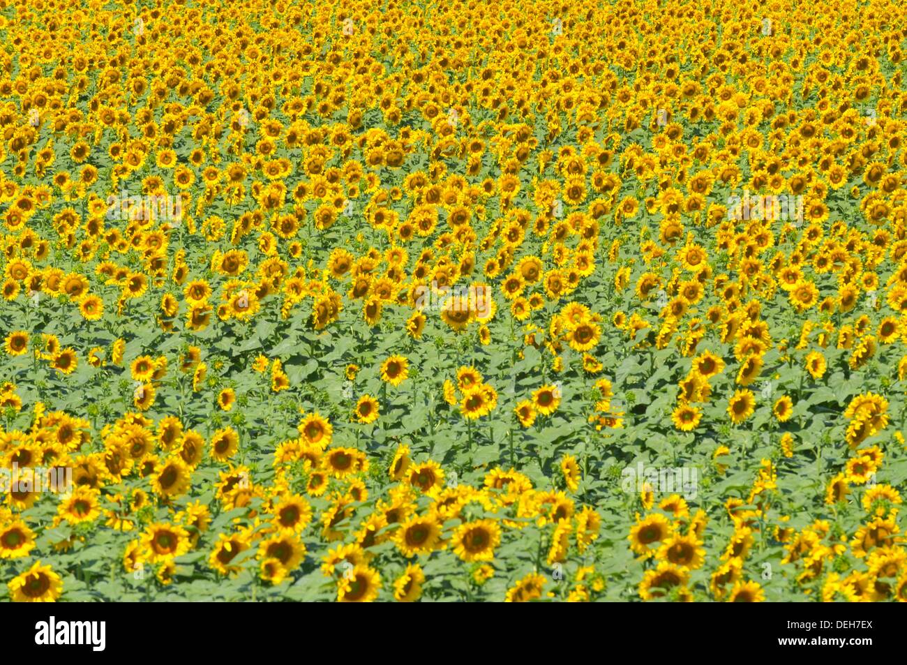 Yellow Sunflower field flower bright pattern South Dakota SD Stock