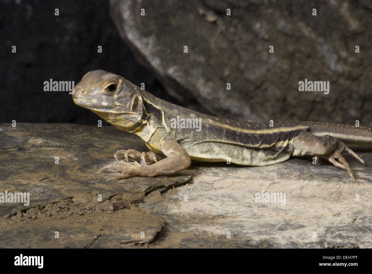 common butterfly lizard, leiolepis belliana Stock Photo