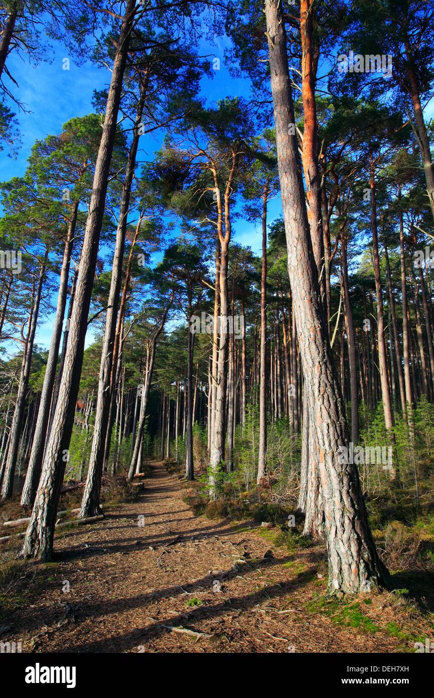 Scots pine, Kiefer, Schottische Kiefer, Pinus sylvestris, Cairngorms NP, Scotland Stock Photo