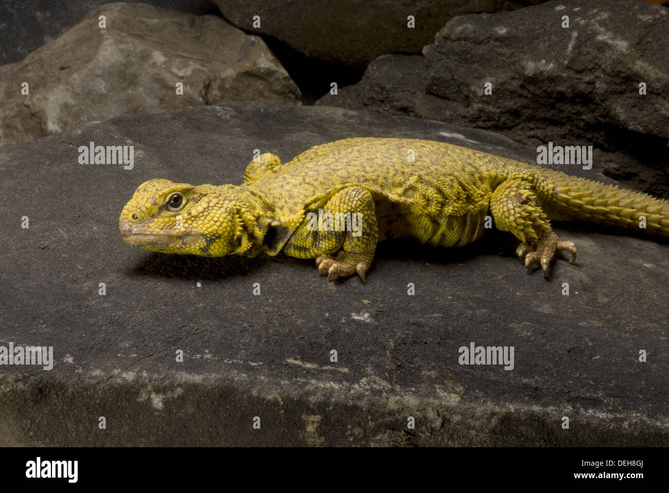 saharan spiny-tailes lizard, uromastyx geyri Stock Photo