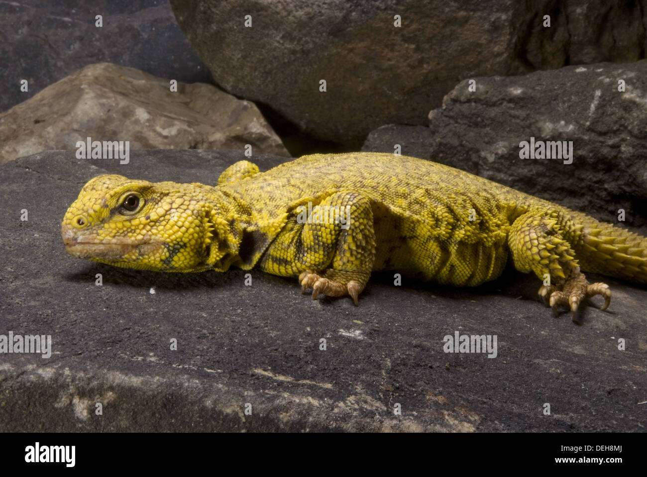 saharan spiny-tailes lizard, uromastyx geyri Stock Photo