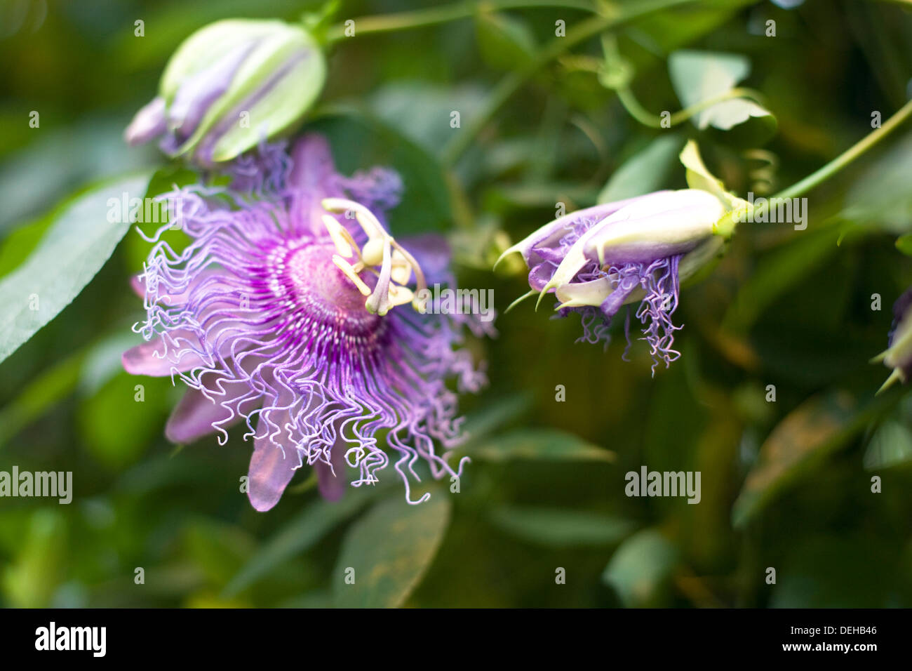 Passionflower Passiflora Byron Beauty Stock Photo