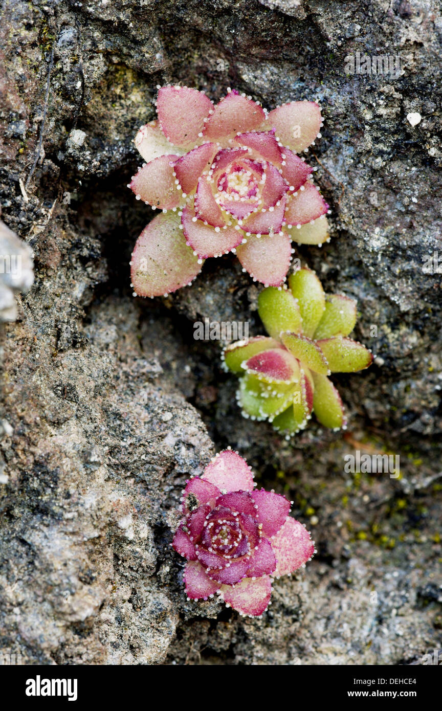 Saucer plant (Aeonium glandulosum), Madeira, Portugal Stock Photo Alamy