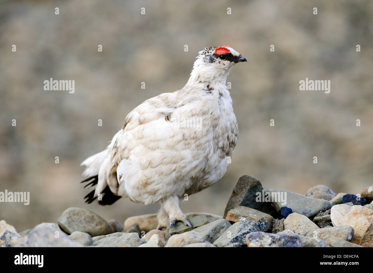 Ptarmigan Lagopus muta, male, summer feathering, at mating time Stock Photo