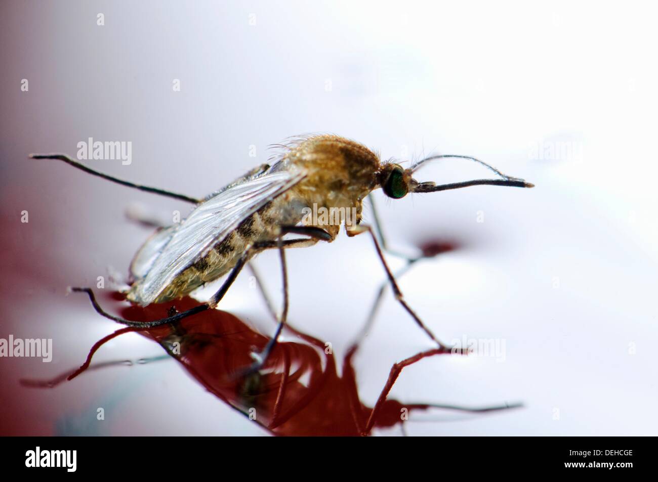 Diptera life cycle hi-res stock photography and images - Alamy