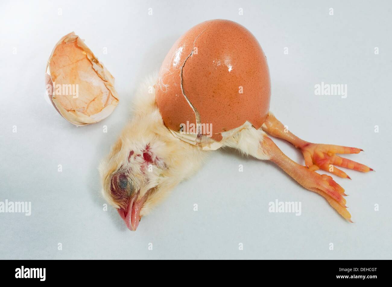 Dead bird egg hires stock photography and images Alamy