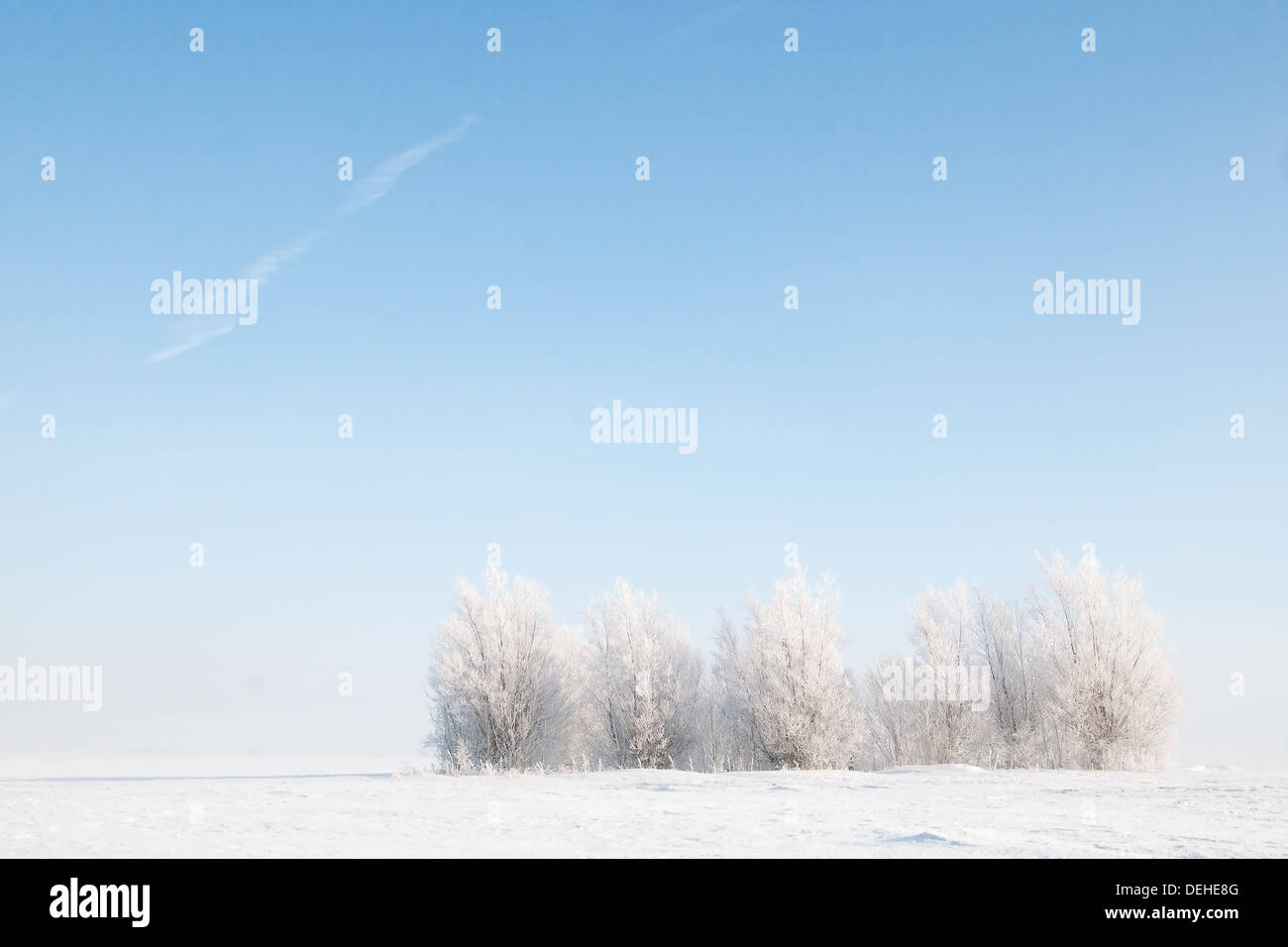 Group of trees in winter landscape Stock Photo - Alamy