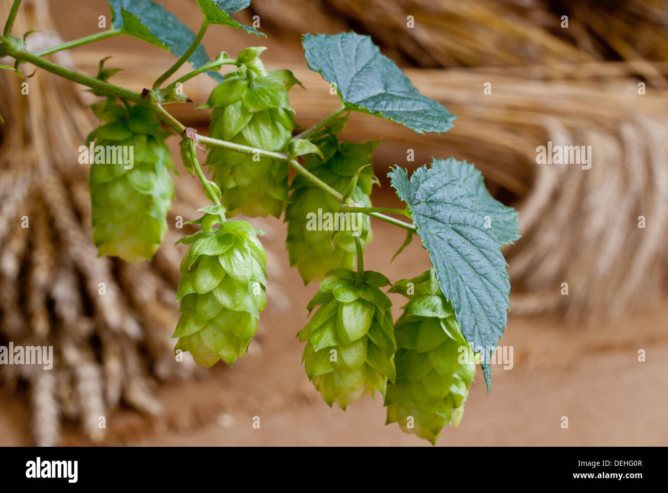 raw material for beer production Stock Photo Alamy